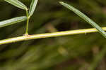 Slimleaf ticktrefoil